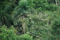andes, amazon, wildlife, ecuad-12